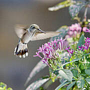 Flying In For A Morning Meal Art Print