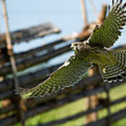 Flying Kestrel Art Print