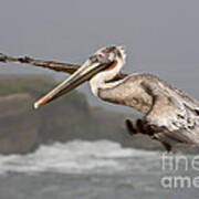 Flying Over La Jolla Art Print