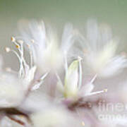 Foamflower Wide Art Print