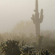 Foggy Desert Art Print