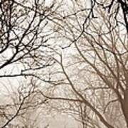 Foggy Winter Afternoon In Sepia Art Print