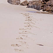 Footprints In The Sand Art Print