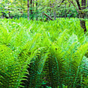 Forest Ferns Art Print