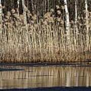 Forest Lake In Early Spring Art Print