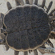 Fossil Soft-shelled Turtle Art Print