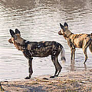 Four Alert African Wild Dogs Art Print