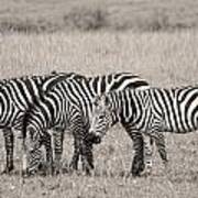 Four Zebras Art Print