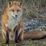 Fox In Oil Art Print