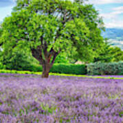 France, Provence, Lone Tree In Lavender Art Print