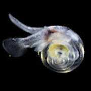 Free-swimming Sea Snail Art Print