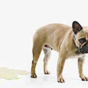 French Bulldog Wets The Floor & Looks Embarrassed Art Print