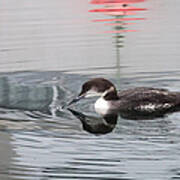 French Creek Loon Art Print