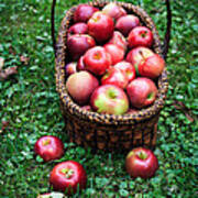 Fresh Picked Apples Art Print