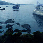 Fresh Santorini Fish Greece Art Print