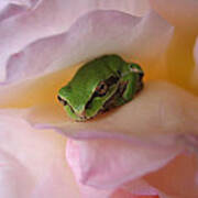 Frog And Rose Photo 2 Art Print