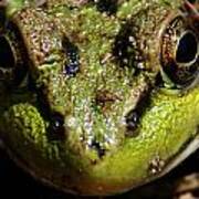 Frog Face Art Print
