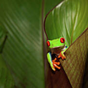 Frog On A Plant In Its Natural Art Print