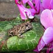 Frog On Cyclamen Plant Art Print