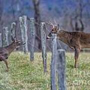 From Across The Fence Art Print