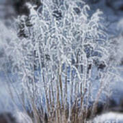 Frosty Grass Art Print