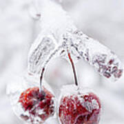 Frozen Crab Apples On Icy Branch Art Print