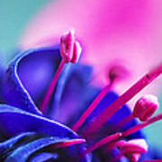 Fuchsia Detail Art Print