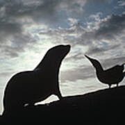 Galapagos Fur Seal Pup And Blue-footed Art Print