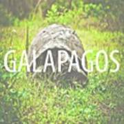 #galapagos #m24instudio #wildlife Art Print