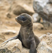 Galapagos Sea Lion Pup Champion Islet Art Print