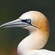 Gannet Art Print