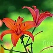 Garden Lilies Art Print