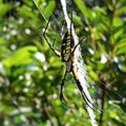 Garden Spider On Web Art Print