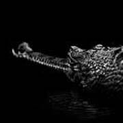 Portrait Of Gavial In Black And White Art Print