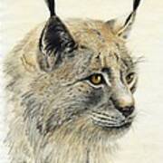 Gazing Lynx Art Print
