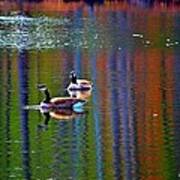 Geese On The Lake Art Print