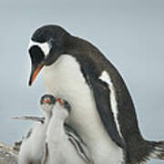 Gentoo Penguin With Chicks Antarctica Art Print