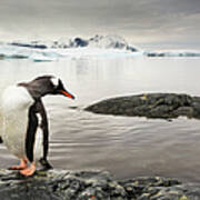 Gentoo Penguins, Antarctica Art Print