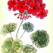 Geranium Art Print