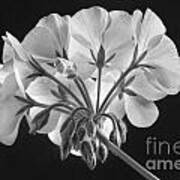 Geranium Flower In Progress Black And White Art Print