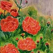 Geraniums Art Print