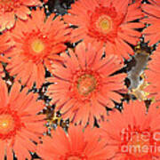 Gerber Daisies Art Print