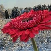 Gerbera Daisy In The Snow Art Print