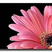 Gerbera Encore Art Print