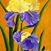 German Bearded Iris Art Print