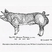 German Pietrain Boar Art Print