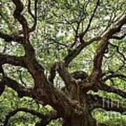 Giant Angel Oak Art Print