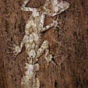 Giant Leaf-tailed Gecko Art Print