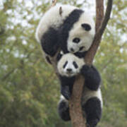 Giant Panda Cubs Playing Chengdu Art Print