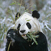 Giant Panda Eating Bamboo Wolong Valley Art Print